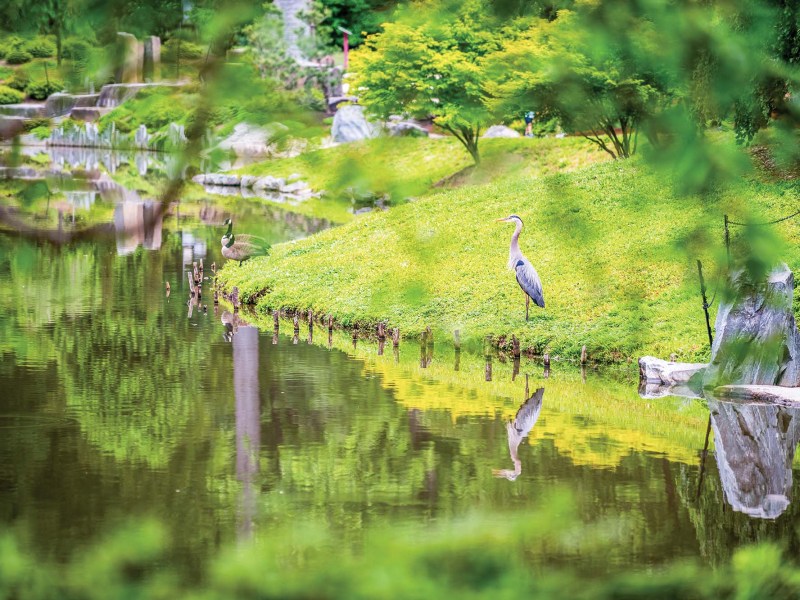 a blue heron stands in grass next to a pond