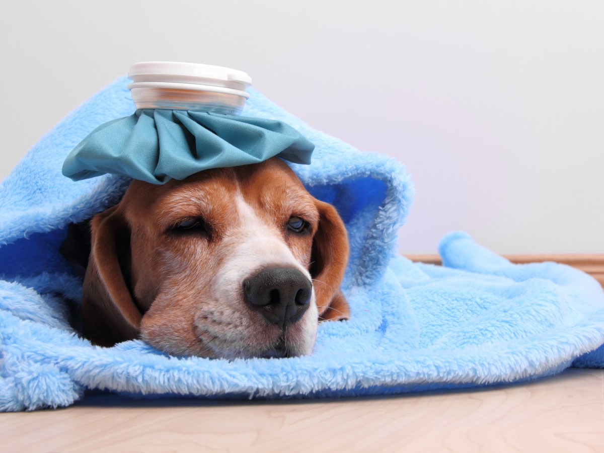 Little dog with ice pack and blanket lying on the floor