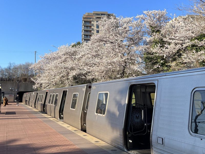 a silver metro train in front of white blossomed trees